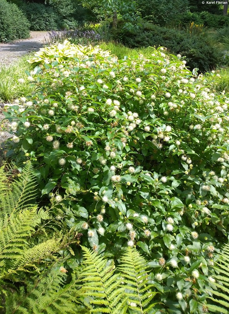 Cephalanthus occidentali
